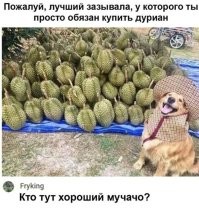 При чем тут мучачо? Дуриан это Юго-Восточная Азия. Туан тогда правильно.