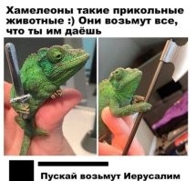 Смешные и познавательные картинки