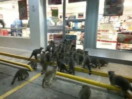 Очередь за новым айфоном?