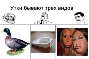 Утка - друг человека: 20+ забавных фото с пернатыми