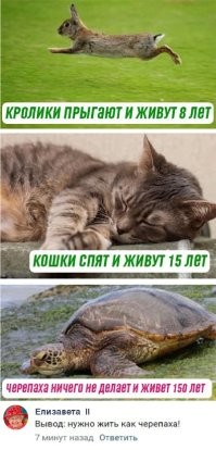 Почему среди жителей Кавказа так много долгожителей