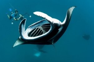 Морские гиганты: фотограф делает завораживающие снимки скатов под водой