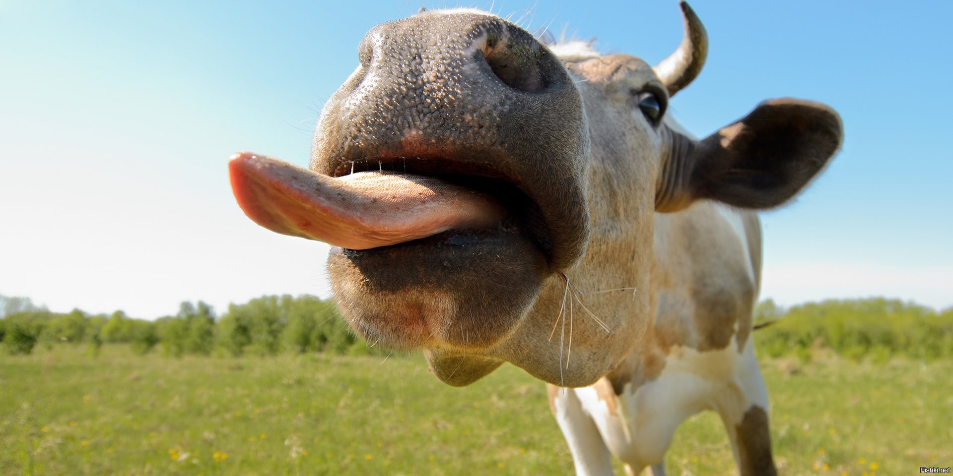 Корова слизала. Корова. Корова с высунутым языком. Коровае с высунутым языком. Корова облизывается.