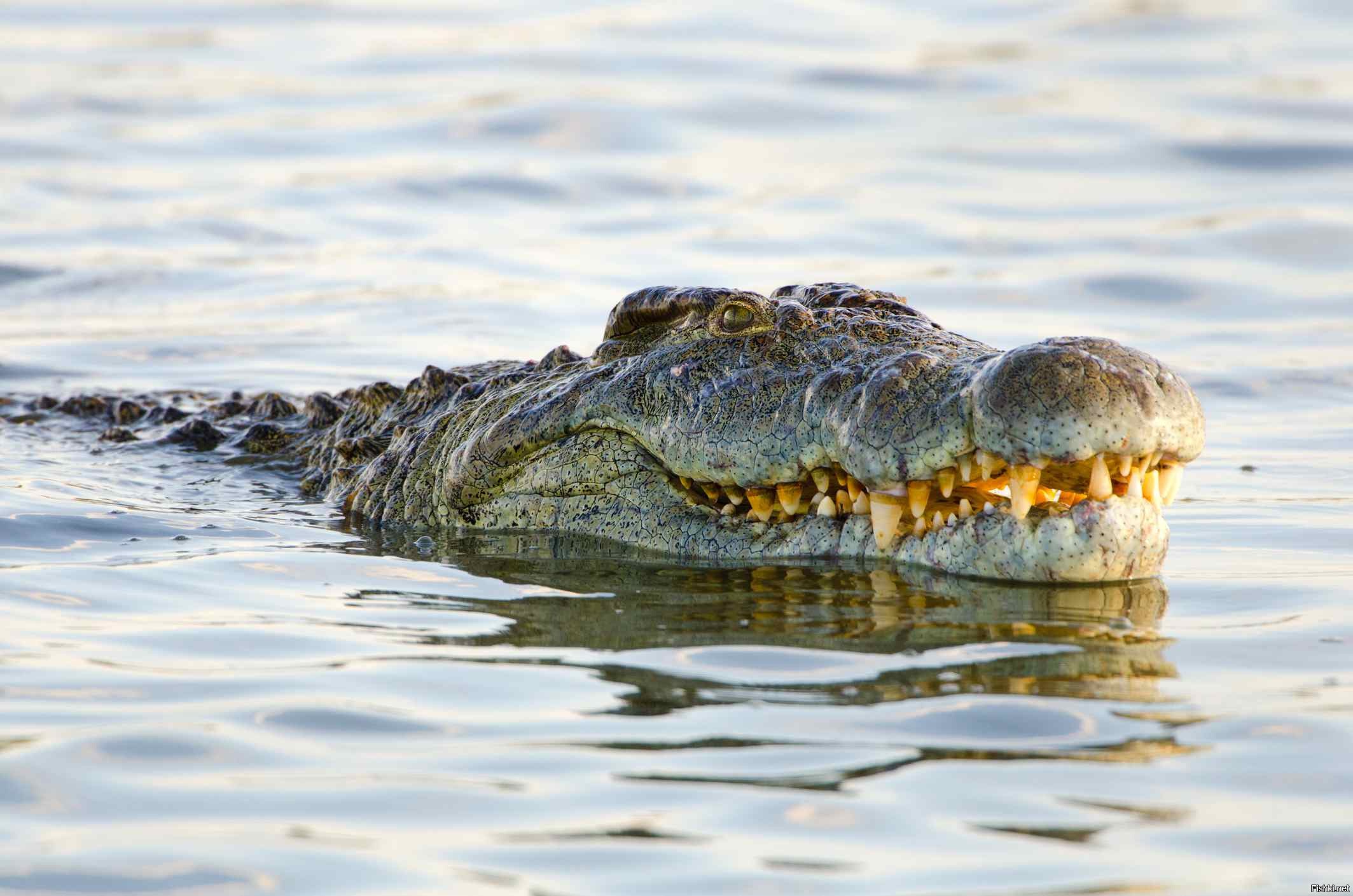 Крокодил живет в африке. Нильский крокодил. Африканский Нильский крокодил.