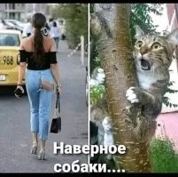 Смешные и познавательные картинки