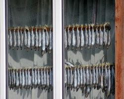 Посмотрел на картинку и вспомнил феерический крик души, который жена повстречала на форуме Семьи" по-моему 

"Су-ки. Обе две.
Тайно украли воблу в отсутствие человеков в доме. Терзали ее, лОжили во все кровати, всячески там няньчили. Обнимали эту воблу, наделали на себя страшных воней, на квартиру воней, на диван воней.
Потом, видимо, от огромного счастья, блевали. Там, где блевали, лежал кот и очень восхищался. Весь красивый теперь, как пресвятой угодник. И духовитый.
Сволочи какие-то, а не собаки. Натуральные сволочи. И кот сволочь.
Воду горячую, кстати, дадут только завтра. Пойду кипятить жбан и мыть этих вонючек".