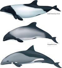 "На фотографиях к статье все дельфины   американцы. Потому как фоточек индийского подвида в свободном доступе не найти."
Но есть картинки... Просто для сравнения...