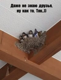 Смешные и познавательные картинки