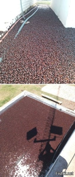 Кондиционер и распахнутые двери? Логично.



Да-да, жуки спрятались от солнца на самом солнцепеке.



А это говорит всего лишь о хреновом качестве материалов.