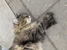 Это его старший брат , неделю меня преследовал , куда ни пойду кругом он . Сели покушать в рыбном ресторане и опять он :)