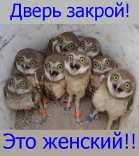 Йожика картинки. Выпуск 197