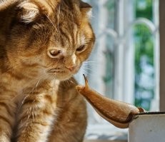 Добавлю свою.
Мой кот Нафаня знакомится с улиткой-ахатиной.