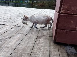 у нас свои такие же есть :)