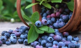 ВСЁ ПРОСТО

учёные явные дебилы - тут сразу видно что это ягоды или фрукты с "мезозойской эры" просто они окаменели и их не успели сожрать динозавры