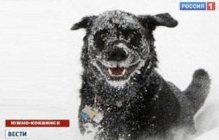 Собака просто в лесу грибы нашла и не поделилась.