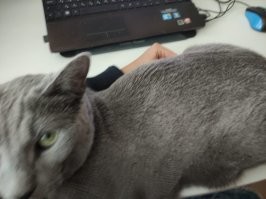 Сегодня ночью пытался долго уснуть, и тут пришёл кот, лег на мою-свою подушку и включил свой трактор(значат моргать под ухом), через минут 5 отрубился...