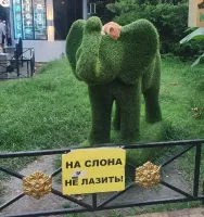 Кот не лазит, кот спит и ничего не нарушает