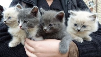 У меня уже готов
Для тебя букет котов,
Очень свежие коты!
Они не вянут, как цветы.

Вянут розы и жасмин,
Вянут клумбы георгин,
Вянут цветики в саду,
На лугу и на пруду,

А у меня - букет котов
Изумительной красы,
И, в отличье от цветов,
Он мяукает в усы.

Я несу букет котов,
Дай скорее вазу.
Очень свежие коты -
Это видно сразу!