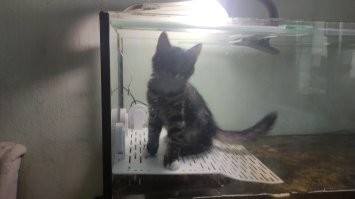 Черепаха была очень удивлена такому визиту.