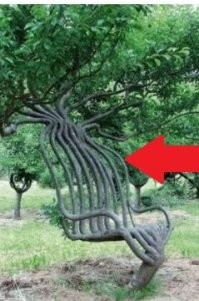 Ну, допустим, это не создано природой! Это арбоскульптура -  постройки, архитектурные формы, предметы мебели и т.д., созданы человеком. Иногда для создания таковых требуется около 10 лет!