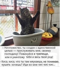 Смешная кошачья подборка для хорошего настроения
