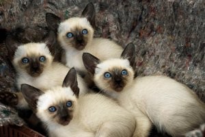 Зато сиамских море