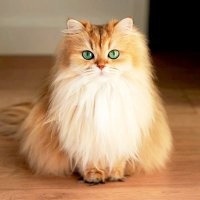 В Таиланде прошла выставка рыжих котов
