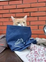 В Таиланде прошла выставка рыжих котов