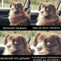 30 кадров с животными для поднятия настроения