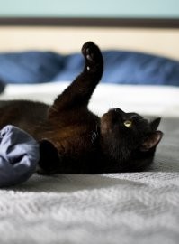 Мое подобранное на улице счастье. Тоже любит обниматься со мной (при этом игнорируя жену))).