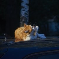 В Таиланде прошла выставка рыжих котов