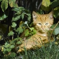 В Таиланде прошла выставка рыжих котов