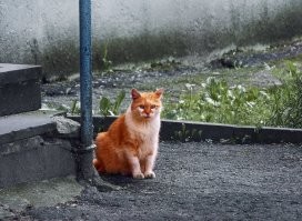 В Таиланде прошла выставка рыжих котов