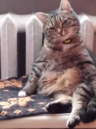 Моя Мусямба одобряет такое