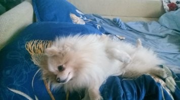 3 месяца назад взял на передержку немецкого шпица это черный который, до этого был уже померанец это который бело-рыжий. Уголька уже не смог отдать, теперь у меня полная хакуна матата. Черный Тимон, как Тимон из мультика оторва, светлый как Пумба, рассудительный и спокойный.