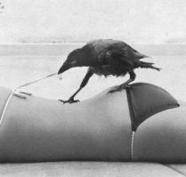 Пестрый мир пернатых⁠⁠