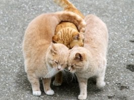 Йожика картинки. Выпуск 199