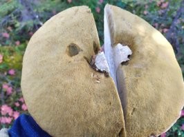 У нас в Мурманске подосиновики таких размеров встречаются. При том, вполне крепкие. Я такие собираю для сушилки. Шляпку порезал и уже вся сушилка заполнена.
Особенно в сентябре, когда уже прохладно, мошка не летает и червивый гриб найти редкость.