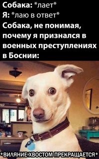 Сделай "гав": реакция собак на лай хозяев