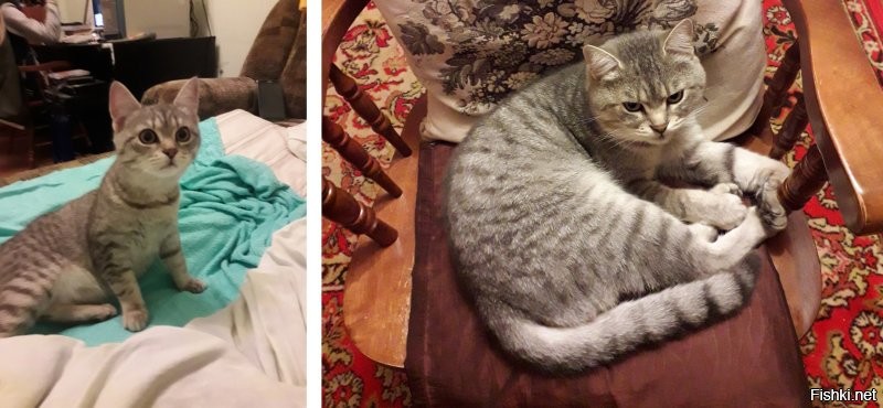 17 котят, доказавших, что даже из маленького заморыша можно превратиться в прекрасного кота королевских кровей