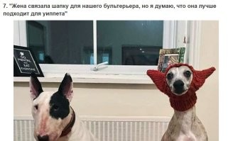 Уиппет так уиппет