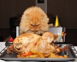 Кошка устала терпеть неуважение со стороны утки