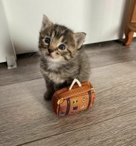 Не ищите здесь смысл. Здесь в основном маразм