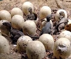 Вот такие были