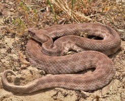 Знакомьтесь. Гюрза. По сути обыкновенная гадюка, но размерами побольше и гораздо ядовитее. Опасна тем, что она резвее кобры, сливается с местностью и что до лекарства ты тупо не успеешь добраться, потому что ближайшая больница ооочень далеко от её мест обитания.