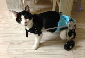 есть же протезы