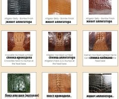 У крокодила переход от крупных чешуек к мелким – резкий, а у аллигатора плавный. Так вроде))