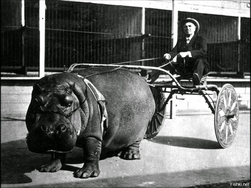 После долгих и упорных тренировок циркового гиппопотама Лотуса удалось научить везти двухколёсную повозку. Калифорния. США. 1924 год .