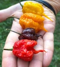 "...Здоровому человеку стоит есть не более 15 граммов чили в день."