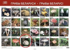 Они похожи.Но это разные грибы вроде